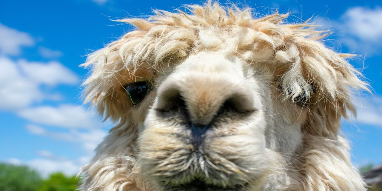 llama up close