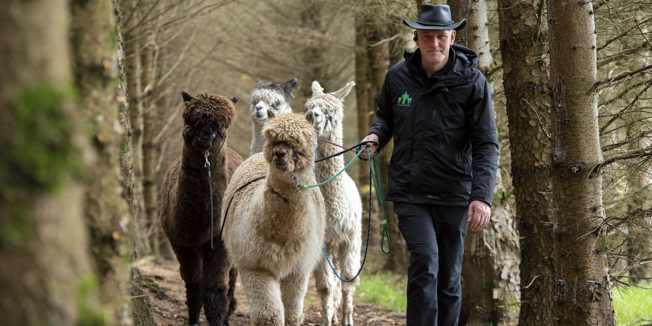 Man walking with four alpacas in a forest